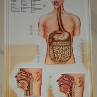 Il corpo umano in rilievo