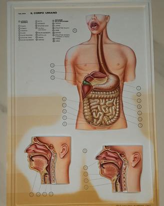 Il corpo umano in rilievo