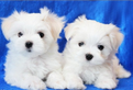 Cuccioli di maltese