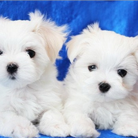 Cuccioli di maltese
