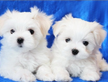 Cuccioli di maltese