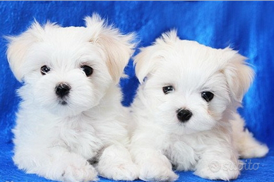 Cuccioli di maltese