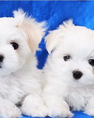 Cuccioli di maltese