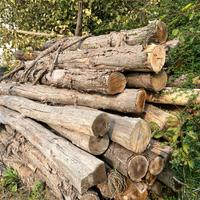 Pali castagno diametro 20