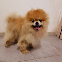 STUPENDO Volpino Pomerania maschio ORANGE Pedigree