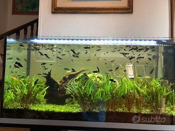 Pesci platy neri