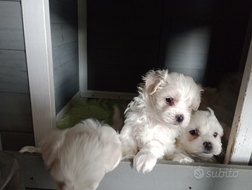 Maltese cuccioli