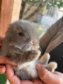 Coniglio nano ariete mini loop