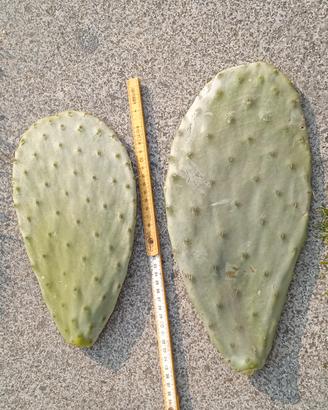 coppia pale fico
