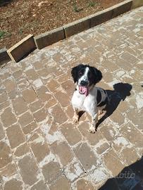 Springer