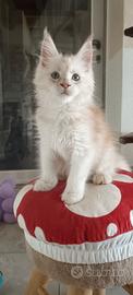 Cuccioli di Maine Coon