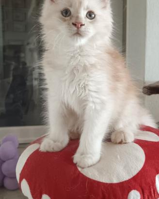 Cuccioli di Maine Coon