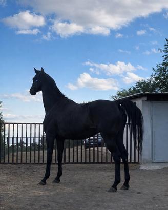 Cavallo
