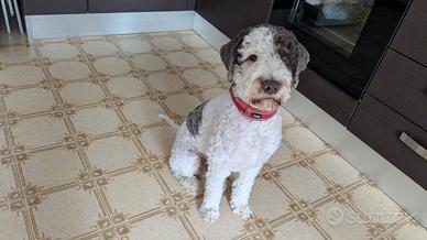 Lagotto per Monta