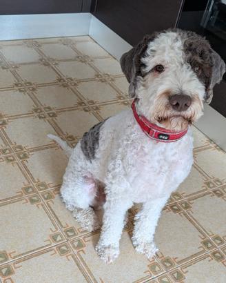 Lagotto per Monta