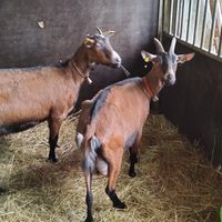 Capre Camosciate per compagnia
