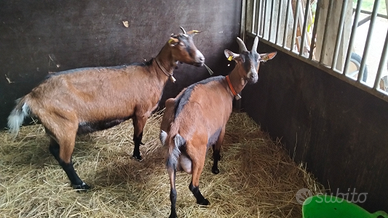 Capre Camosciate per compagnia