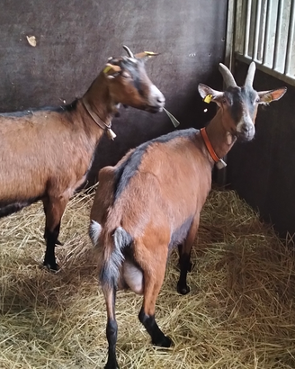 Capre Camosciate per compagnia