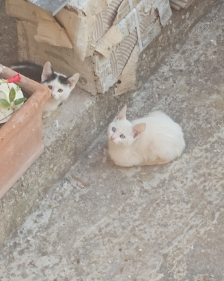 Gattini
