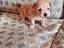 Immagine 9