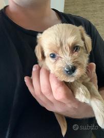 Maltipoo
