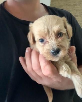Maltipoo