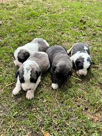 Cuccioli cane pastore asia centrale