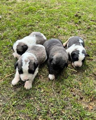 Cuccioli cane pastore asia centrale
