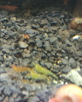 Scarti di caridine per acquario