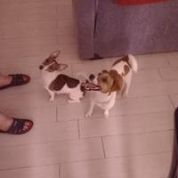 Cuccioli di jack Russell padre e madre nelle foto