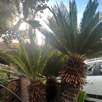 cycas varie