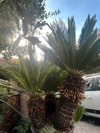 cycas varie