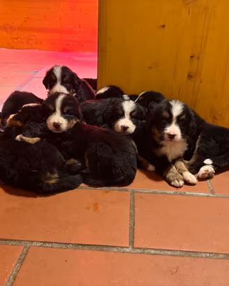 Bovaro del bernese cuccioli
