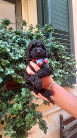Cuccioli di barboncino ? teneri e cocolosi?