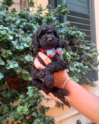 Cuccioli di barboncino ? teneri e cocolosi?
