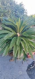 Cycas 