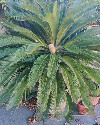 Cycas 