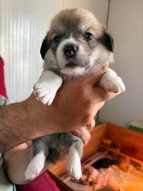 Cuccioli Welsh Corgi Pembroke