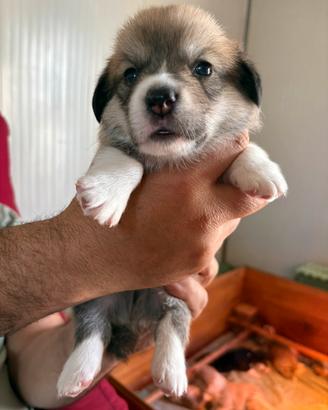 Cuccioli Welsh Corgi Pembroke