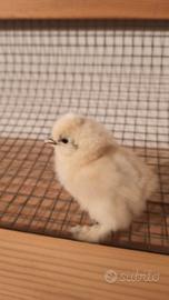 Pulcini di gallina Moroseta puri al 100%