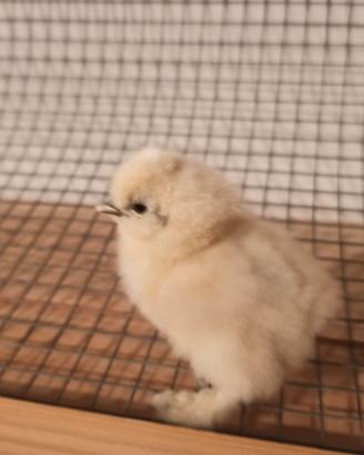 Pulcini di gallina Moroseta puri al 100%