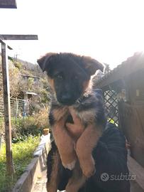 Cucciolo pastore tedesco