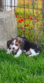 Beagle alta genealogia 