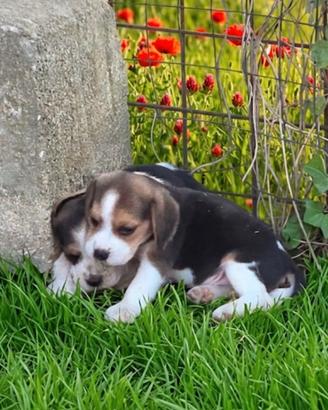 Beagle alta genealogia 
