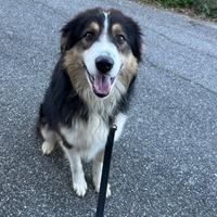 MIx pastore australiano /bovaro di 2 anni, buono