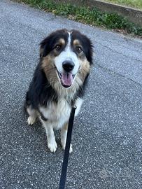 MIx pastore australiano /bovaro di 2 anni, buono