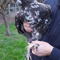 Gallo razza Faverolles