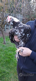 Galli razza Faverolles