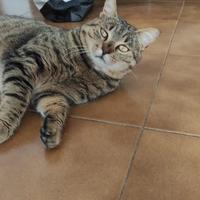 Micione super coccolone