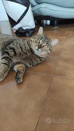 Micione super coccolone